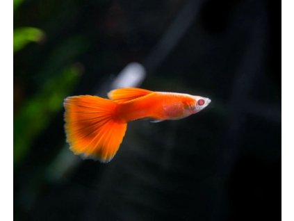 Poecilia reticulata - full red albino