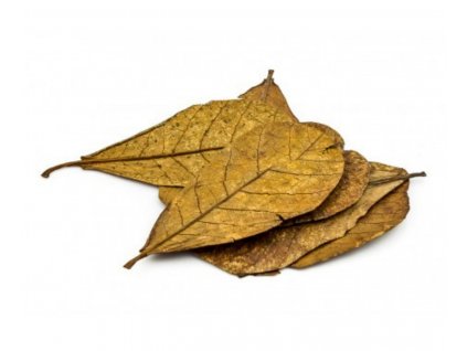 Mandľovník morský - listy 50 ks 20-30cm  (Catappa Indian Almond - leaves)