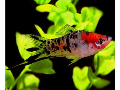 Xiphophorus hellerii koi tricolor