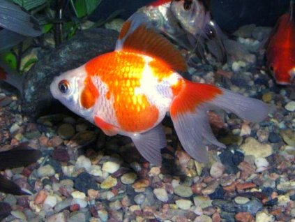 Carassius auratus var. bicaudatus - závojnatka čínska (zlatá rybka)