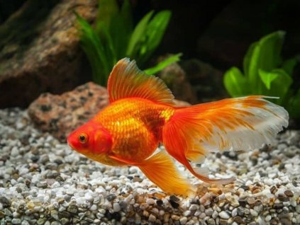 Carassius auratus var. orange - Zavojnatka čínska (zlatá rybka)