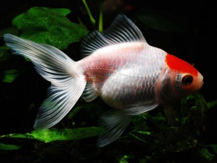 Carassius auratus var. red cap - Zavojnatka čínska (zlatá rybka)