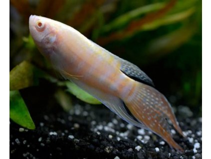 Macropodus opercularis albino Rajovec albino toprybicky.sk