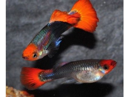 poecilia reticulata koi showa tricolor