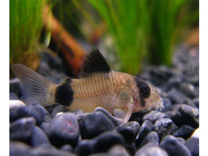 Corydoras panda toprybicky