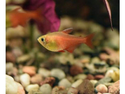 Tetra červená Hyphessobrycon flammeus orange