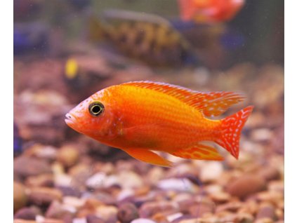 pseudotropheus zebra red red