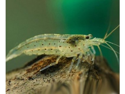 caridina japonica krevetka japonská