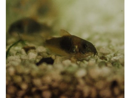 Corydoras black venezuela