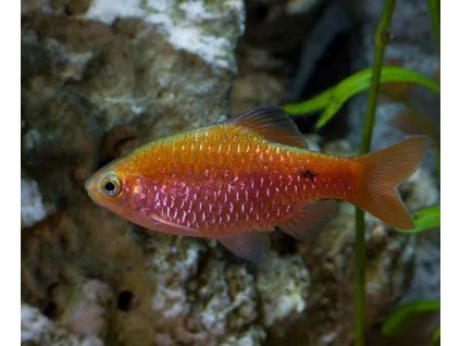 Pethia conchonius Rosy barb (Mrenka ružová)