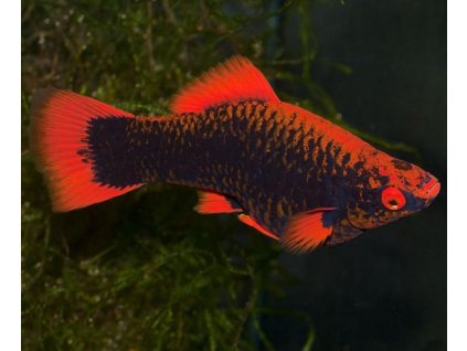 xiphophorus helleri Red Alpha