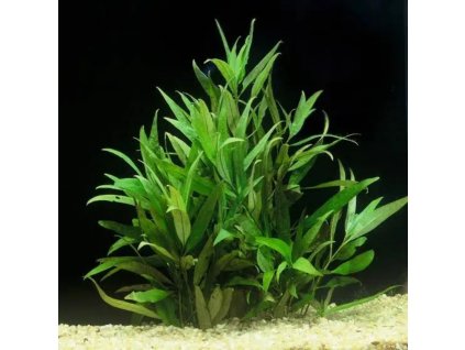 Hygrophila corymbosa