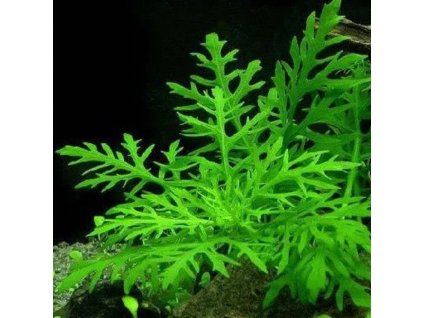 hygrophila difformis