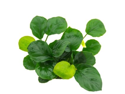 anubias barteri oriental green