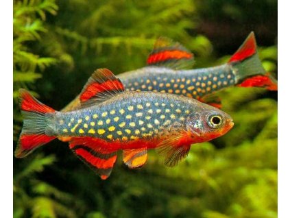 Danio margaritatus (Microrasbora galaxy)