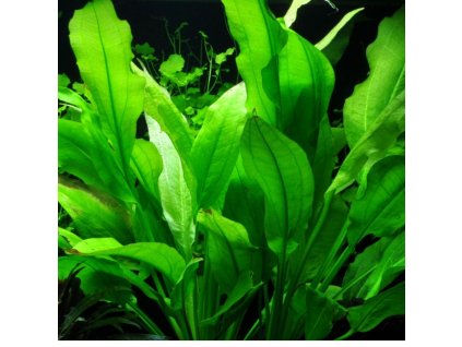 Echinodorus amazonicus