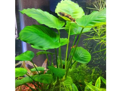 anubias gigantea XXL
