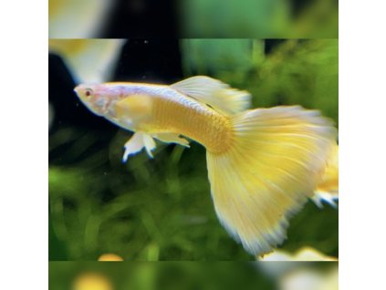 Gupka full gold Poecilia reticulata