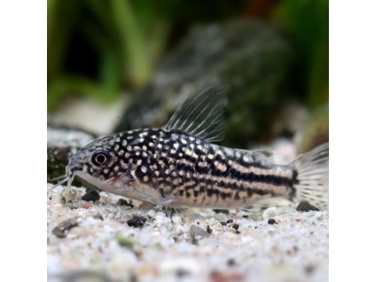Pancierniček drobný Corydoras nanus