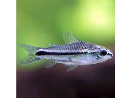 Pancierniček malý Corydoras pygmaeus
