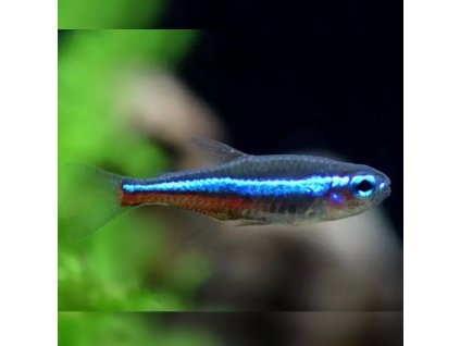 Neonka modrá Paracheirodon simulans
