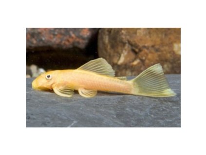 Prísavník L144 Ancistrus sp. (L144)