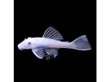 Prísavník L144 Snow White Ancistrus sp