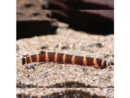 Sekavec priečnopruhovaný Pangio kuhlii kuhli