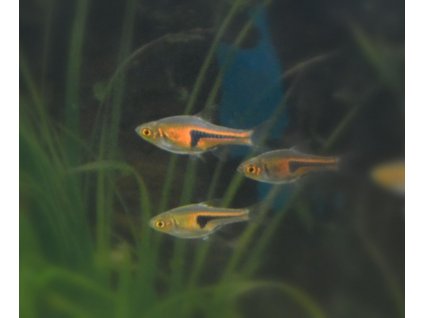 Rasbora espei