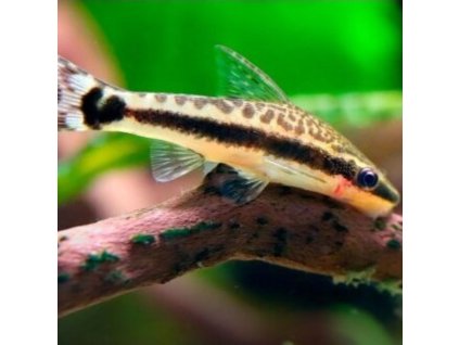 Prísavník jednopruhý Otocinclus affinis