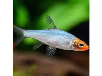 Razbora Sawbwa Rasbora sawbwa