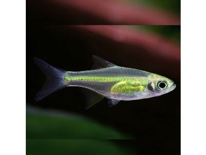 Razbora ranongská Microdevario kubotai