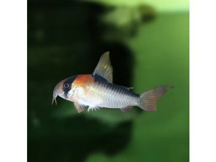 Pancierniček Adolfov Corydoras adolfoi