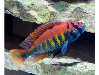 Haplochromis nyererei