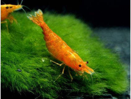 Neocaridina davidi orange