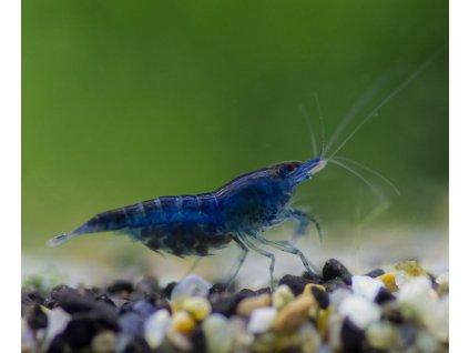 Neocaridina davidi - blue dream