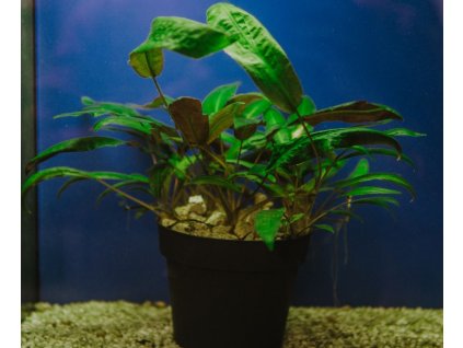 Cryptocoryne affinis