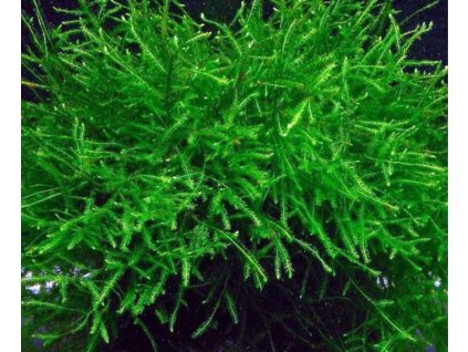 java moss