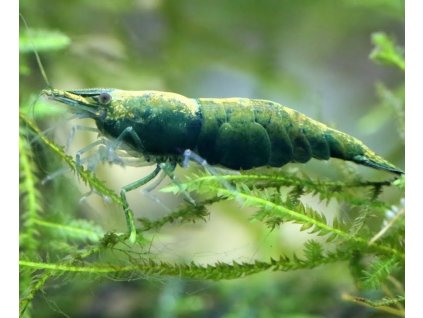 Neocaridina davidi green jade