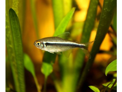 Hyphessobrycon herbertaxelrodi - neonka čierna