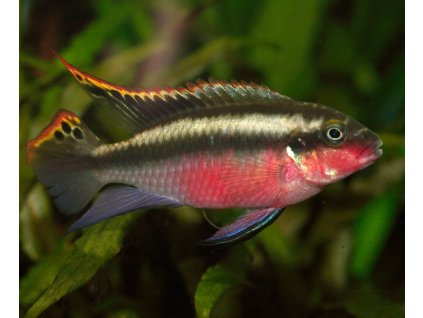Pelvicachromis pulcher Ostriežik purpurový