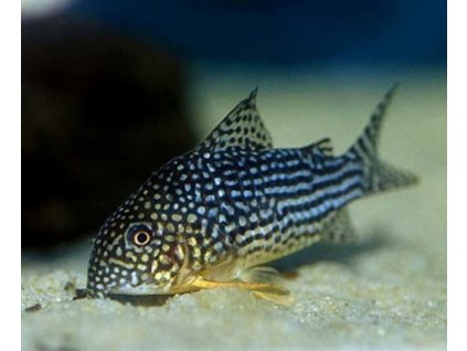 Corydoras sterbai - Pancierníček Sterbov