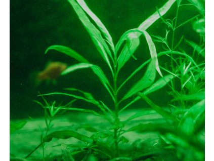 Hygrophila polysperma