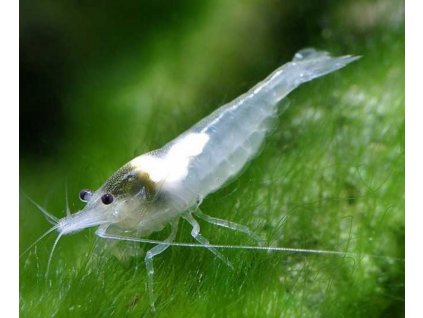 Neocaridina davidi - white pearl