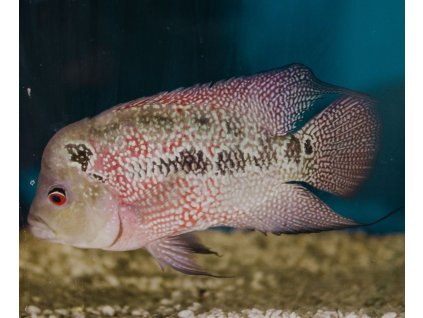 Cichlasoma Flowerhorn