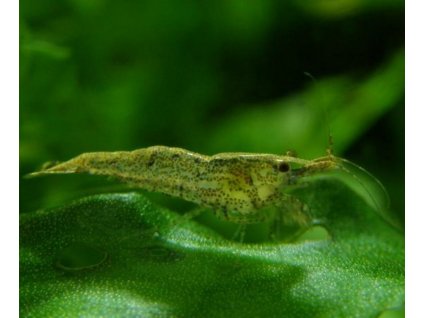 Neocaridina Palmata var. Green