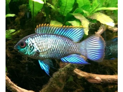 Andinoacara pulcher neon blue - Akara Electric Blue 3 - 5 cm