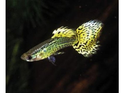 Poecilia reticulata cobra