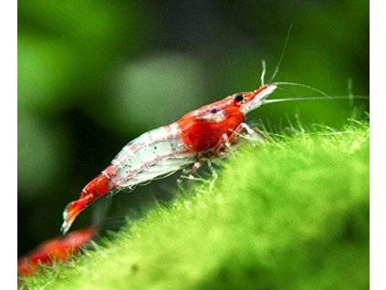 Neocaridina davidi var. Rili