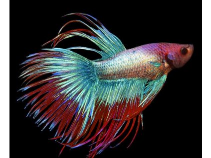 Betta splendens super delta - samec (bojovnica pestrá)